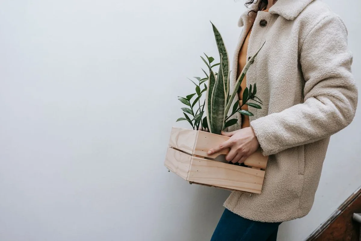 A small houseplant carried as a housewarming gift